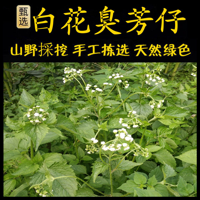 胜红蓟 藿香蓟新鲜现采潮汕青草药白花臭草 白花臭芳仔白花臭风仔