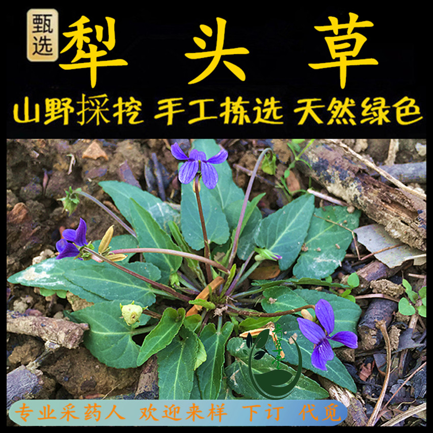 紫花地丁草新鲜现釆潮汕青草药犁头草犁铧草耳钩草紫花地丁箭头草