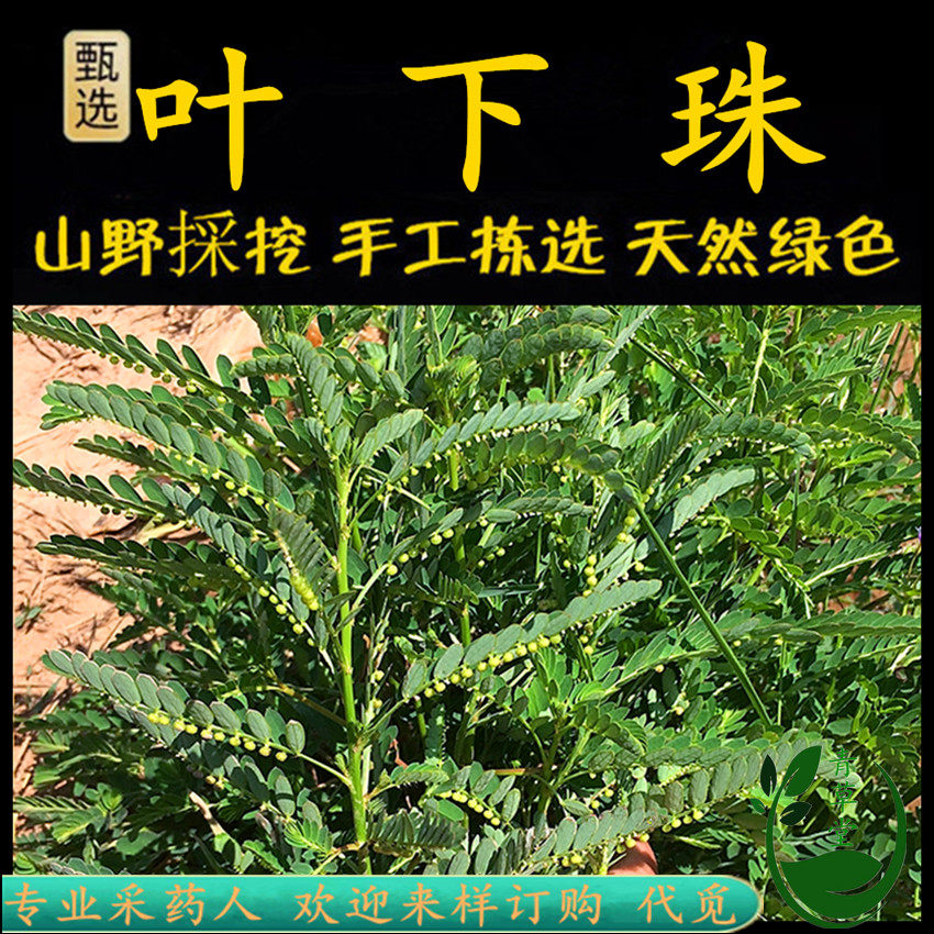 新鲜现采潮汕青草堂假油柑假由甘叶下珠珍珠草珠仔草龙珠草碧凉草 - 实物图