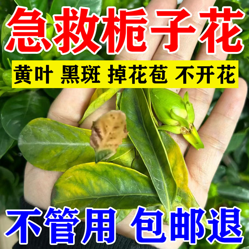 栀子花营养液防黄叶干尖焦边枯萎掉花苞黑斑枯叶病喜酸性植物肥料