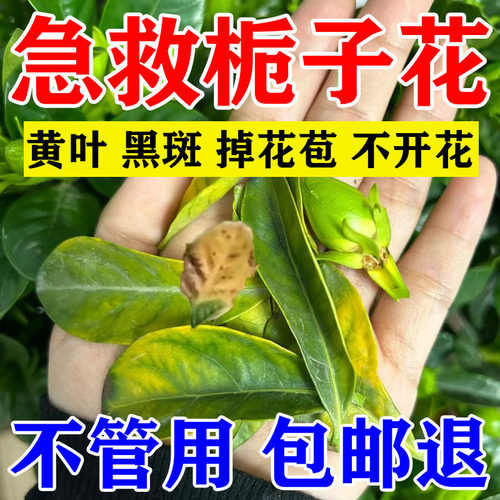 栀子花营养液防黄叶干尖焦边枯萎掉花苞黑斑枯叶病喜酸性植物肥料