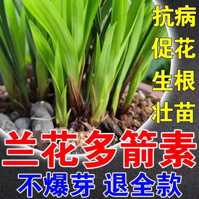 兰花多箭素爆芽素营养液蝴蝶兰君子兰花箭优芽素兰灵王肥料专用肥