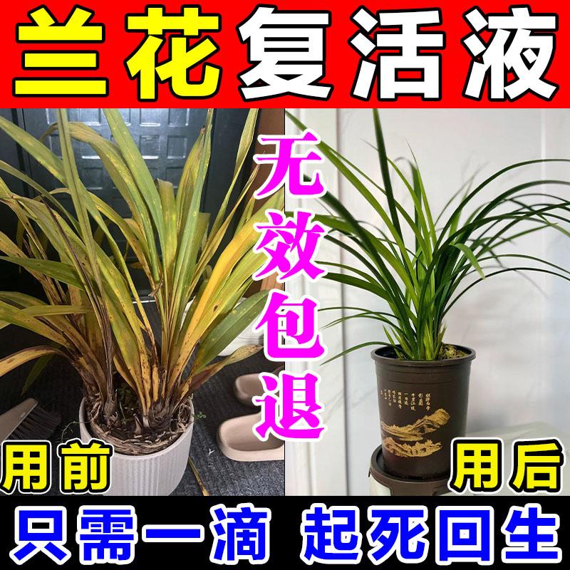 干枯烂根腐兰花治黄叶焦尖杀菌剂