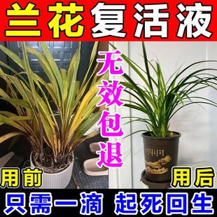 兰花复活液植物花卉黄枯叶黑腐炭疽病专用菌猛生根营养液救花神器