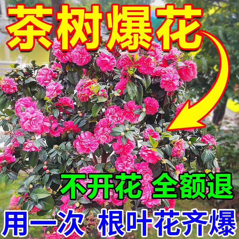 茶花专用肥快速开花素