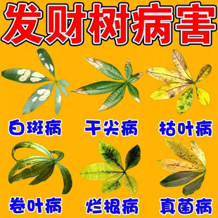 发财树叶斑病专用的药肥料专用肥发财树叶子黄斑白斑营养液杀菌剂