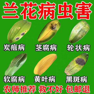 兰花病专用药杀菌剂专治兰花烂根黄叶软腐病黑斑病土壤消毒百菌灵