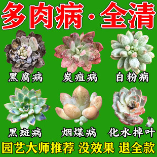 多肉白粉黑斑病专用杀菌植物通用增肥营养液肥料专用爆芽素营养液