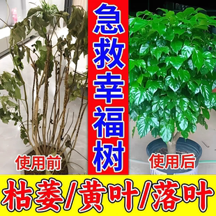 幸福树专用肥料营养液急救叶子干枯落叶掉叶子发黄烂根盆栽肥料