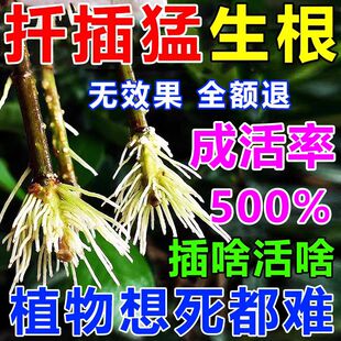 快速爆根液粉剂扦插营养液植物通用型水培花卉绿植促生根生长