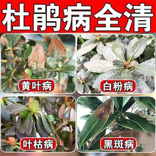 杜鹃花肥料专用肥防黄叶根腐病白粉黑斑叶斑病花卉多菌菌灵杀菌剂