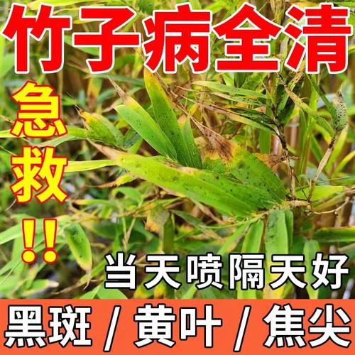 竹子专用肥料竹子黑斑病专用药叶子发黄干尖米簕竹子类营养液杀菌