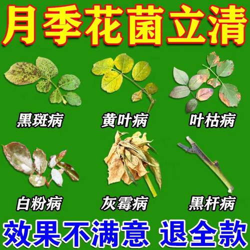 月季黑斑病专用多菌剂蔷薇玫瑰黑杆不开花黄叶白粉病害常用营养液