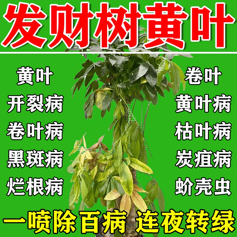 发财树叶斑病专用肥黄白斑急救黄叶枯叶烂根营养液植物花卉营养液,鲜花速递/花卉仿真/绿植园艺,家庭园艺肥料,淘宝优惠券,粉丝福利购,淘宝优惠卷