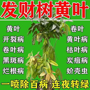 发财树叶斑病专用肥黄白斑急救黄叶枯叶烂根营养液植物花卉营养液