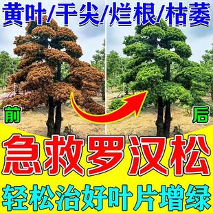 罗汉松专用营养液复合肥叶枯病黄叶烂根白粉专用药大型黑松树复活