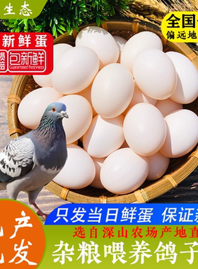 精选鸽子蛋新鲜30枚620克/20枚410克以上孕妇宝宝辅食杂粮散养鸽