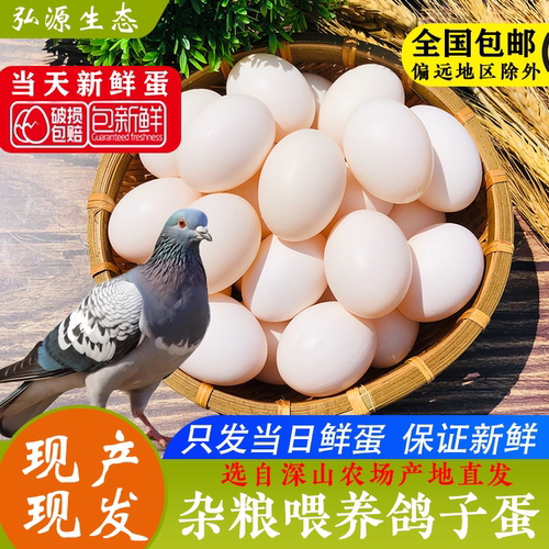 新鲜鸽子蛋30枚620克以上