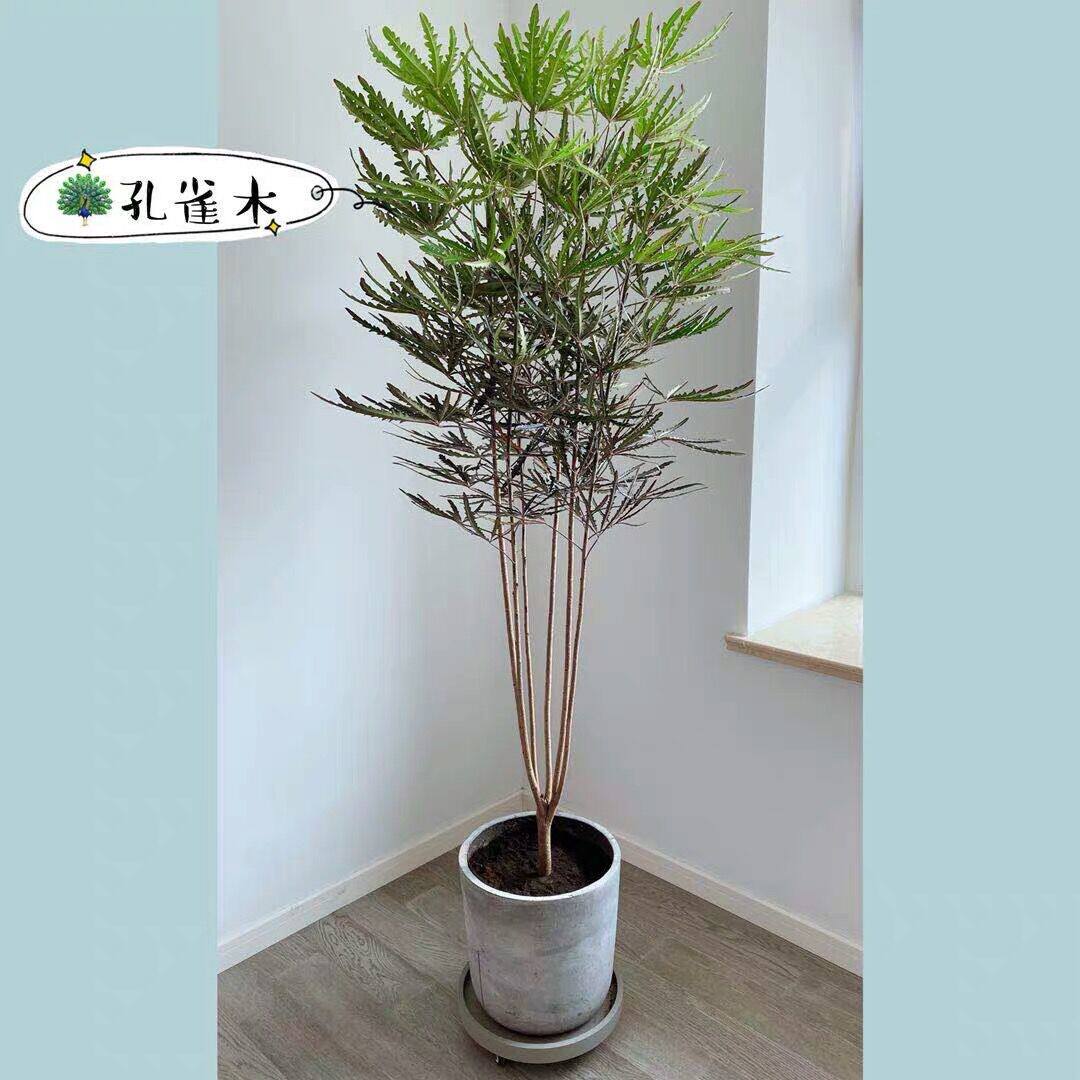 孔雀木 名贵观叶植物  日本大神级室内绿色植物