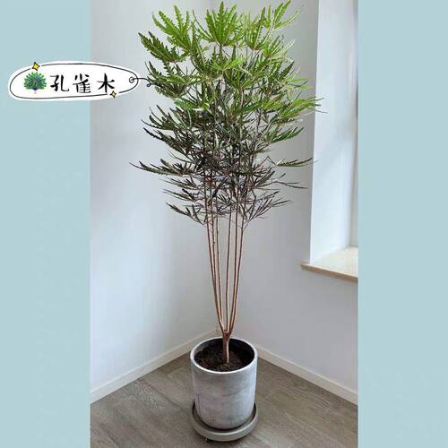 绿色孔雀木名贵日本神级观叶植物