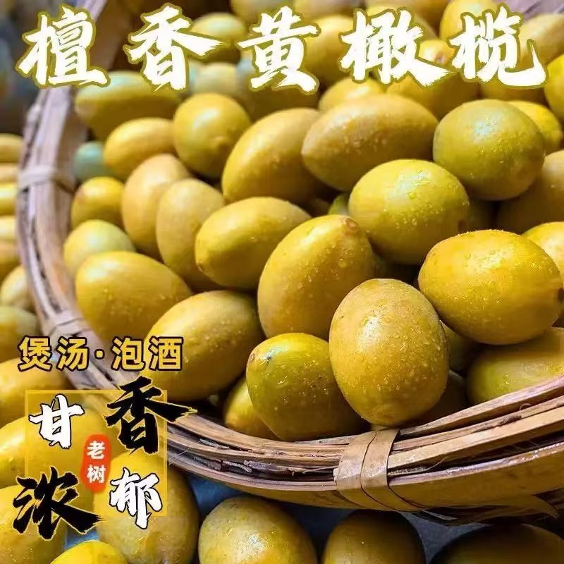 新鲜黄橄榄檀香甘香潮汕金灶老树