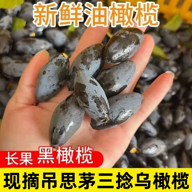 正宗潮汕特产新鲜现摘老树吊思茅三捻乌橄榄香油榄可做榄角生乌榄