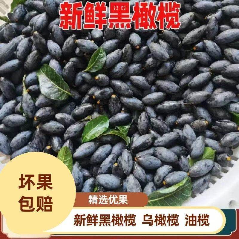 潮汕黑橄榄左尾乌榄正宗乌橄榄油榄可制榄角下饭菜广东特产当季