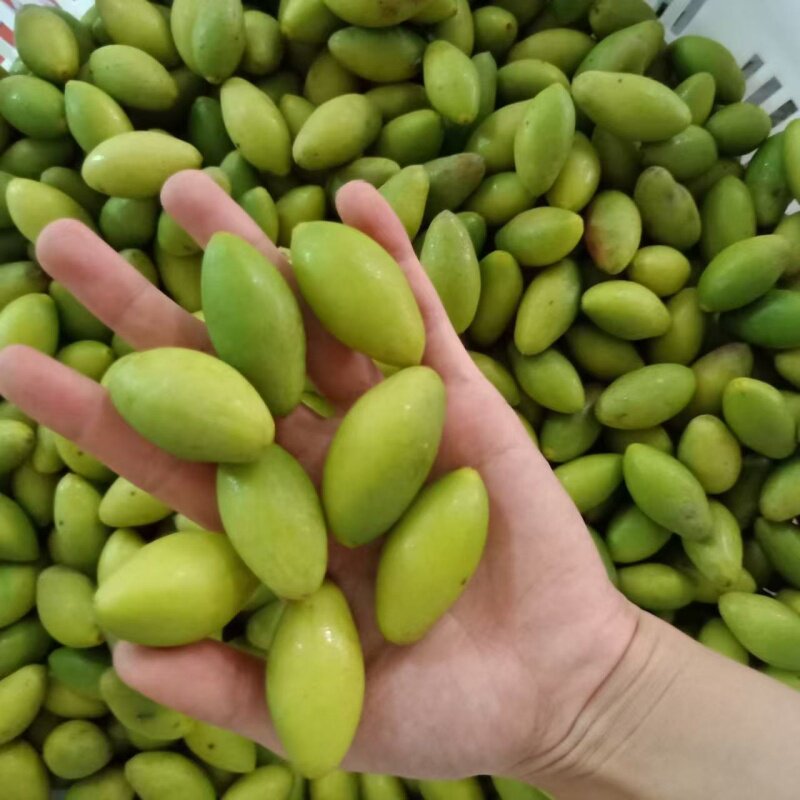 现摘青橄榄批发新鲜青橄榄生橄榄果青果孕妇水果广东潮汕特产白榄