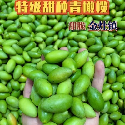 潮汕金灶甜种青橄榄新鲜现摘生吃