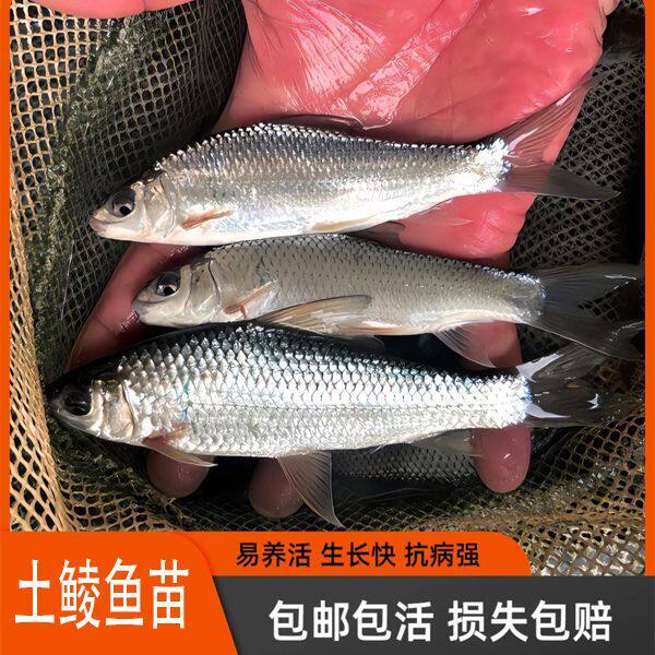 鲮鱼苗土鲮鱼苗鲮鱼淡水活体养殖鲮鱼苗包邮包活