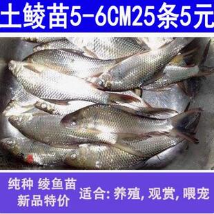 鲮鱼苗土鲮鱼苗鲮鱼淡水活体养殖鲮鱼苗包邮包活