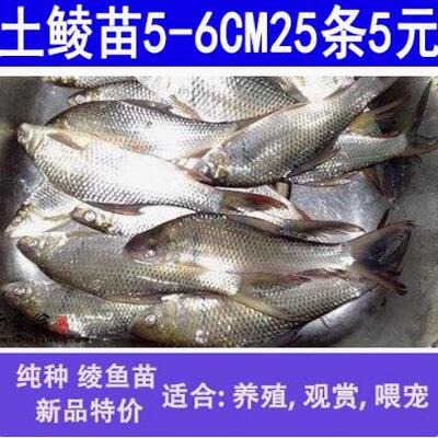 鲮鱼苗土鲮鱼苗鲮鱼淡水活体养殖鲮鱼苗包邮包活