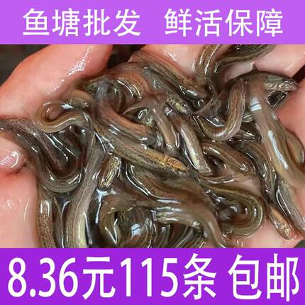 台湾泥鳅苗乌龟鱼饲料包活包损筏钓鲜活杂交泥鳅消毒包邮包活发出