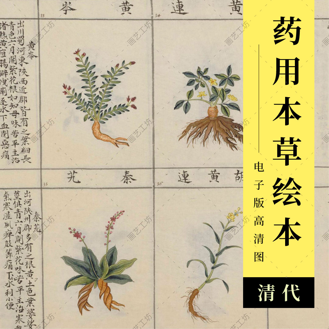 药用本草绘本清代古本古籍资料中草药手绘彩图画册药材彩绘图