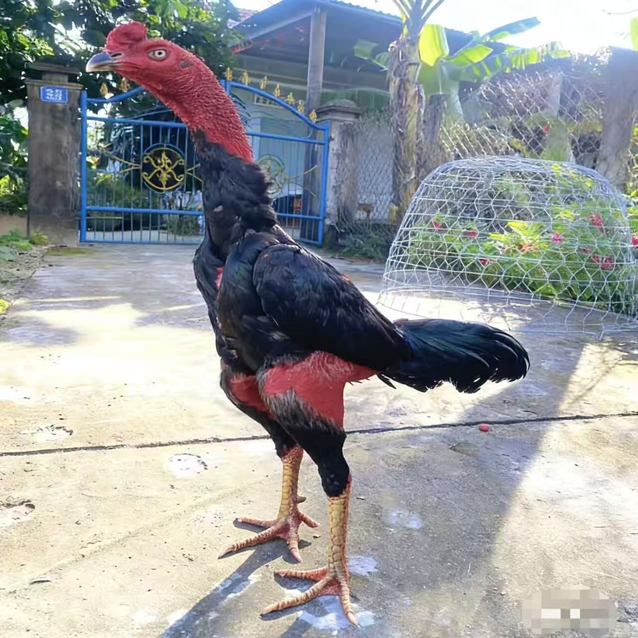 纯种越南斗鸡小鸡中原盖沙咬鸡泰