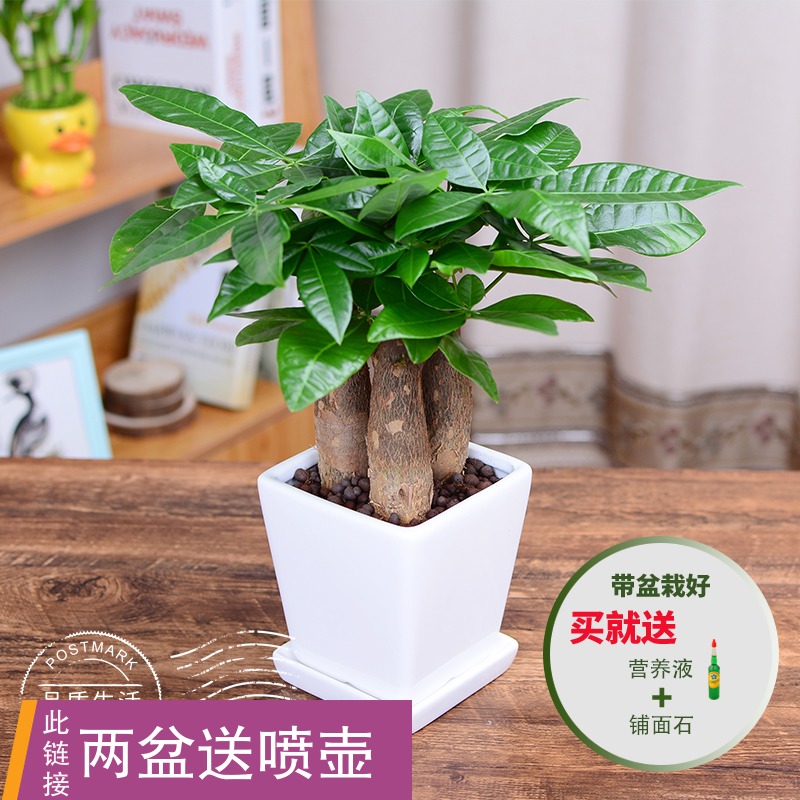 發財樹盆栽花卉綠植盆景辦公室內桌面招財搖錢樹吸甲醛客廳臥室