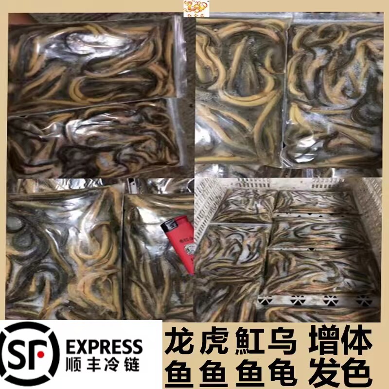 包邮龙鱼虎鱼魟鱼乌龟饲料冻泥鳅段河虾麦穗鱼食增色林蛙 5斤专拍