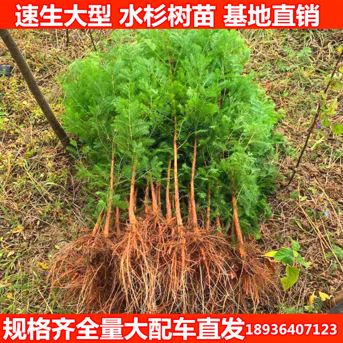 绿化苗木水杉树苗水杉苗水杉小苗盆栽苗庭院行道树速生水杉树苗