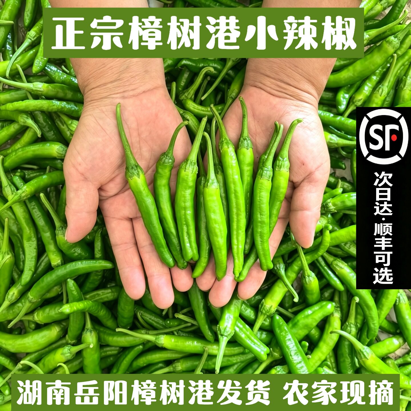 樟树镇辣椒100%正宗尝鲜大放送