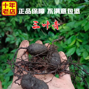金线吊葫芦精选良心采挖 中药材正品 浙江正宗新鲜三叶青500g 包邮