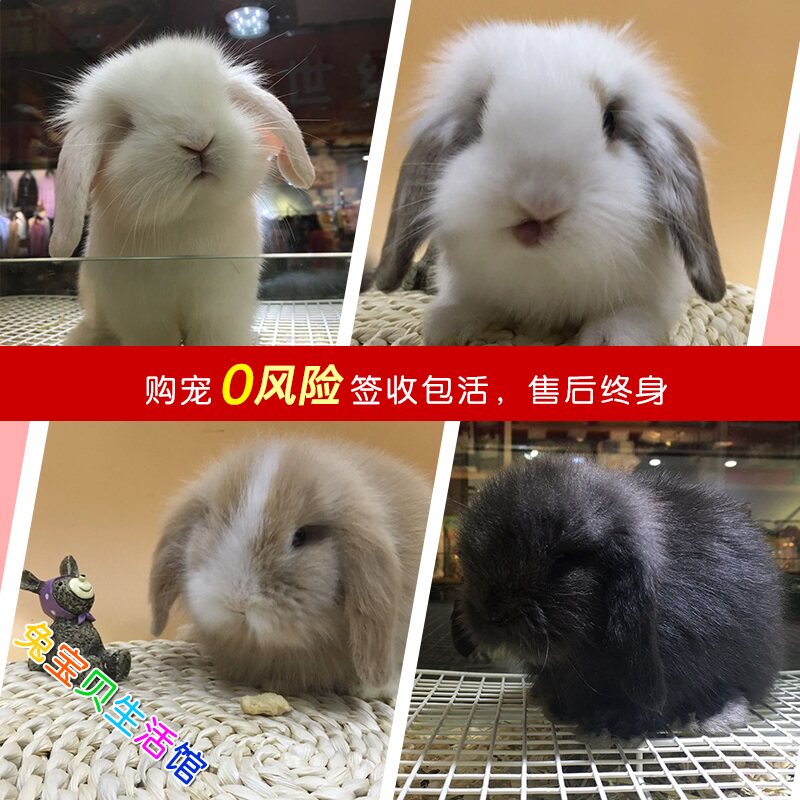 不盖脸猫猫是狮子兔吗,怎么挑选盖脸猫猫兔,盖脸猫猫兔聪明吗(第2页)_大山谷图库