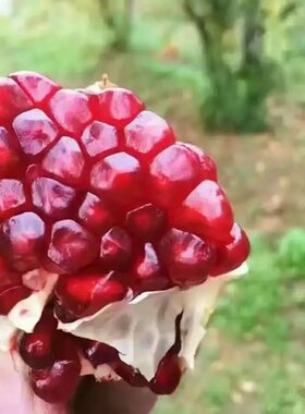 农户自产自销陕西临潼正宗精品净皮甜石榴新鲜孕妇水果非蒙自软籽