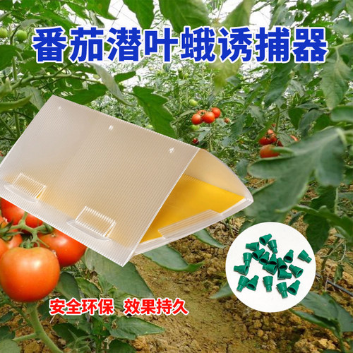 番茄潜叶蛾诱捕器诱芯诱蛾板大棚西红柿番茄圣女果潜麦蛾诱虫器