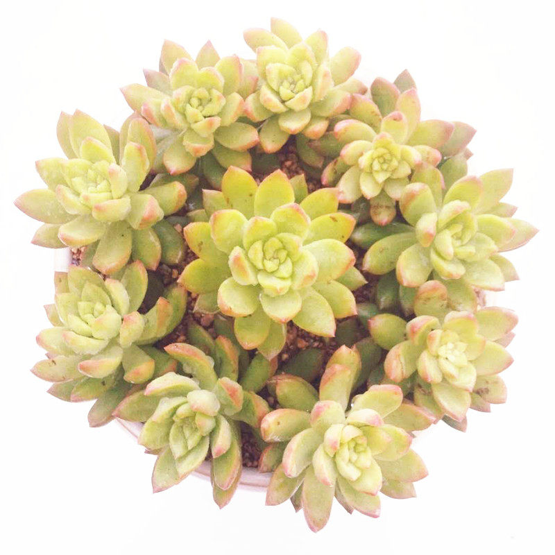 胖小子|多肉植物 黄丽 群生多头 老桩 多肉植物 造型桩 满包邮