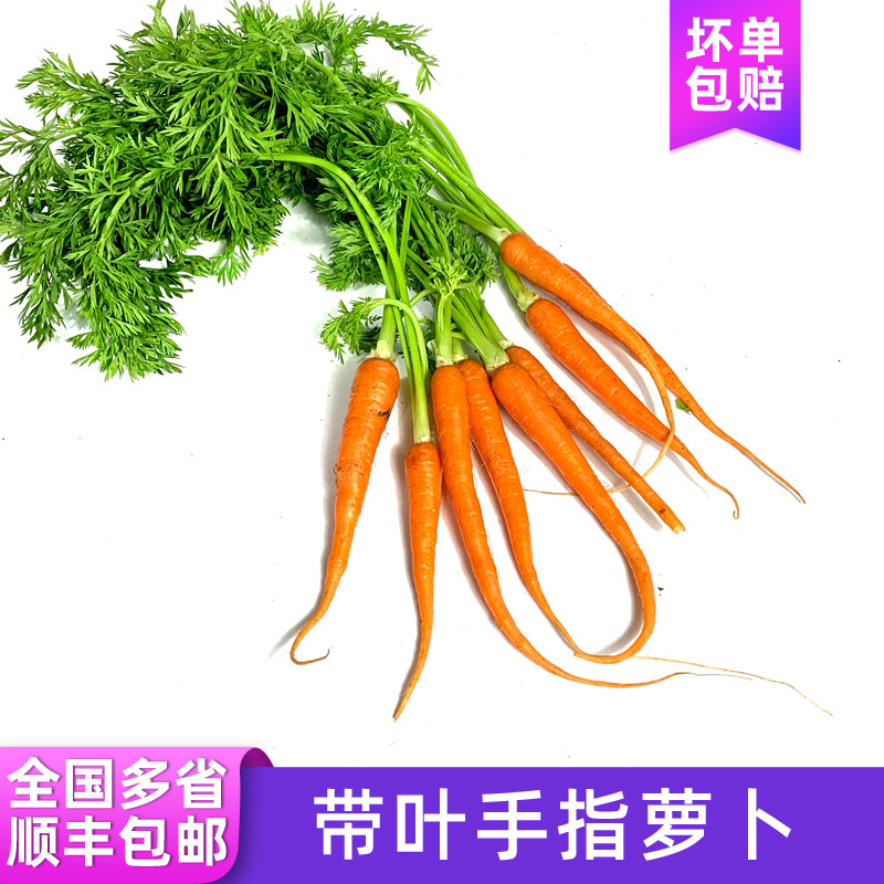 带叶迷你手指胡萝卜 新鲜蔬果西餐蔬菜宝宝辅食沙拉食材 顺丰包邮