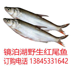 镜泊湖红尾鱼东北特产家乡礼品黑龙江牡丹江鱼四斤装