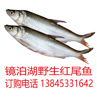 镜泊湖红尾鱼东北特产家乡礼品黑龙江牡丹江鱼四斤装