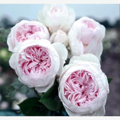 公爵夫人克里斯蒂娜/尘世