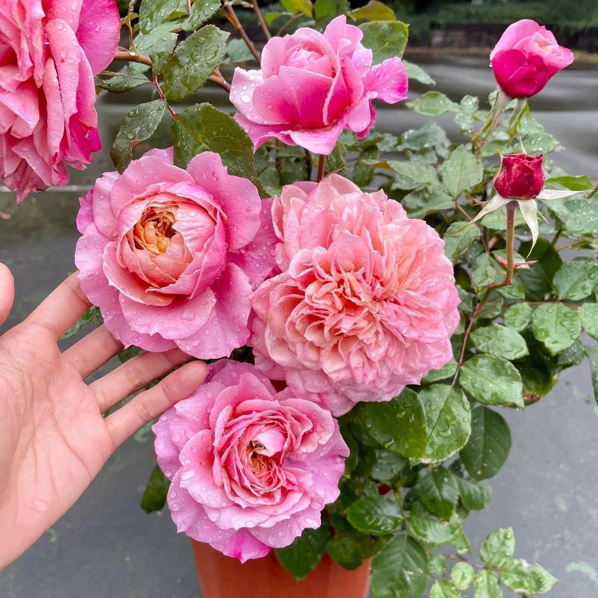 日月雅致/季花苗复古色