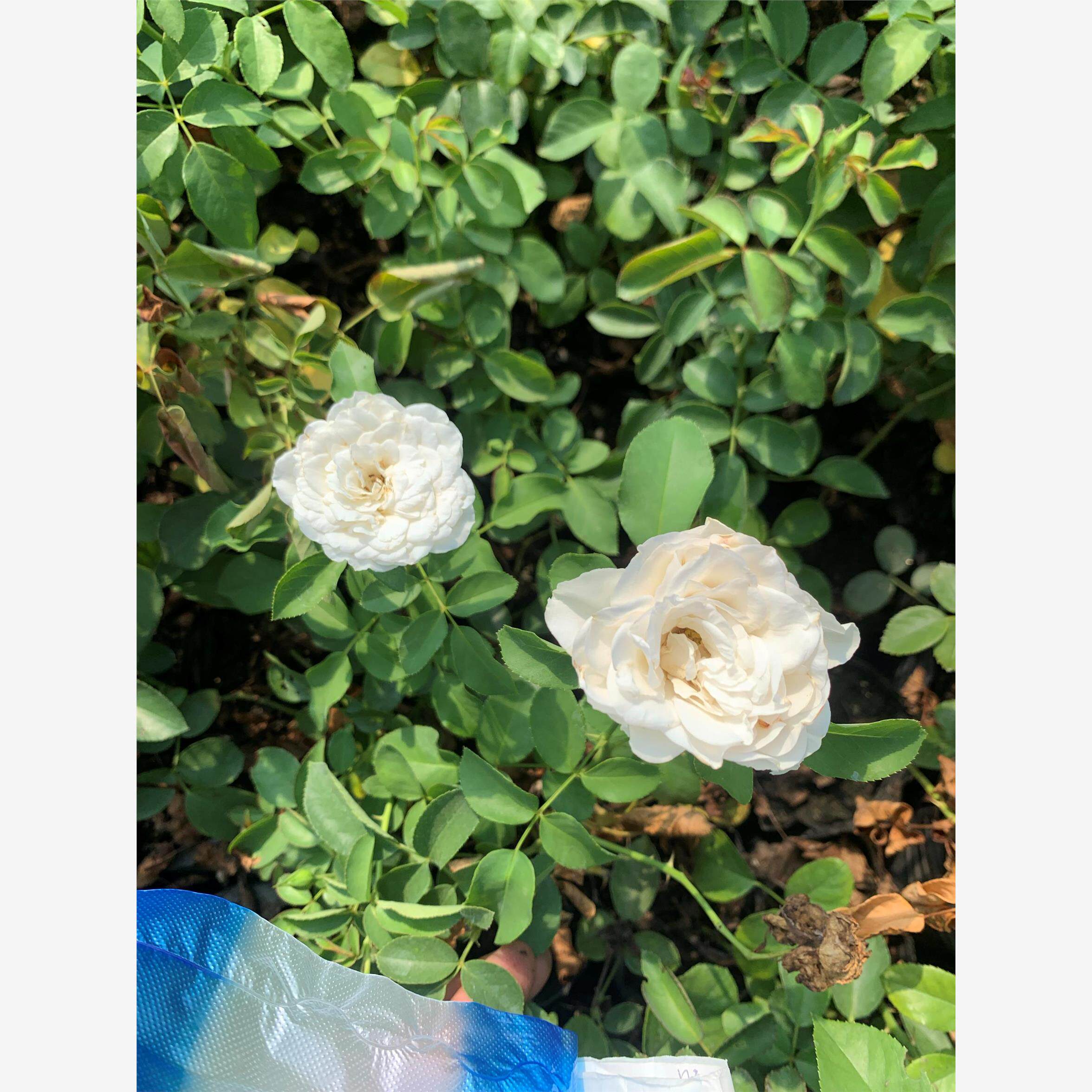 小白龙 爬藤月季花苗栽植庭院阳台盆栽勤花耐热耐寒